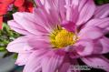 _IGP6684 lavender flower closeup